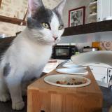 Picture of cat lost at Denonville