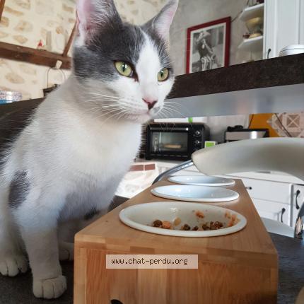 Photo 1/1 LOULOUTE Chat lost in Denonville