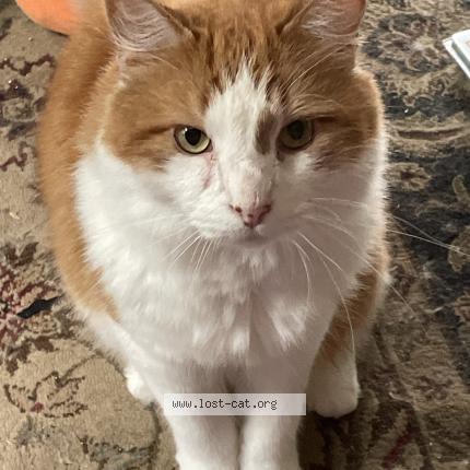 Photo 1/1 Reunited cat Lost in North Chelmsford