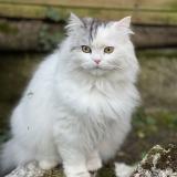 Picture of cat lost at St Fargeau Ponthierry