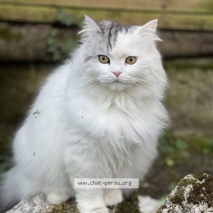 Photo 1/1 Snowbell Chat lost in St fargeau ponthierry