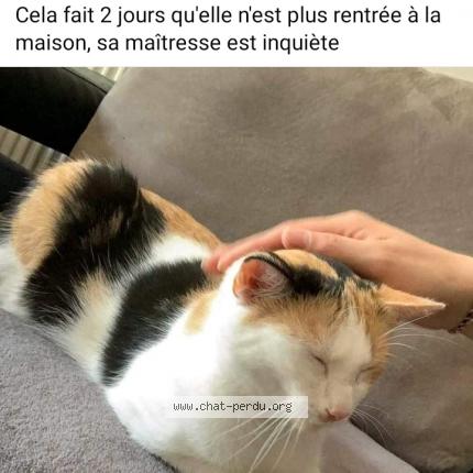 Foto 1/1 Kat teruggevonden Vermist in Anderlecht