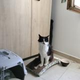 Picture of cat found at Tarascon