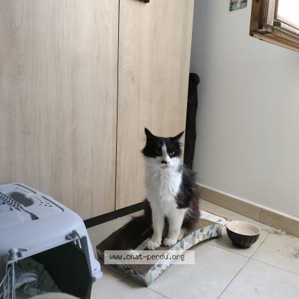 Photo 1/1 Cat reunited Found in Tarascon