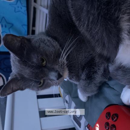 Photo 1/1 Reunited cat Lost in Harrisburg