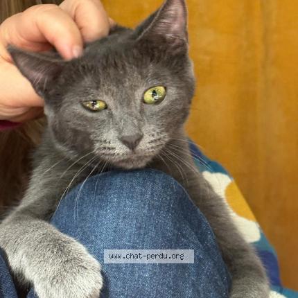 Foto einer verlorenen Katze in Vernayaz