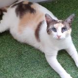 Picture of cat lost at Veigne