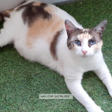 Photo 1/1 Newt Chat lost in Veigne