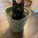 Picture of cat lost at Edmonton