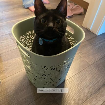 Photo 1/1 Cat reunited Lost in Edmonton