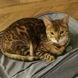 Picture of cat lost at Blainville