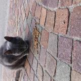 Picture of cat found at Valleiry