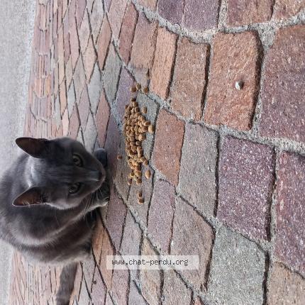 Photo 1/1 Cat reunited Found in Valleiry