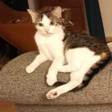 Picture of cat lost at Le Guillermet Charavines