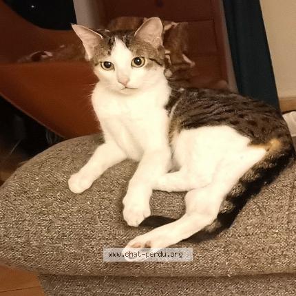 Photo 1/1 CHIPIE Chat lost in Le guillermet charavines