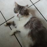 Picture of cat lost at Lyon