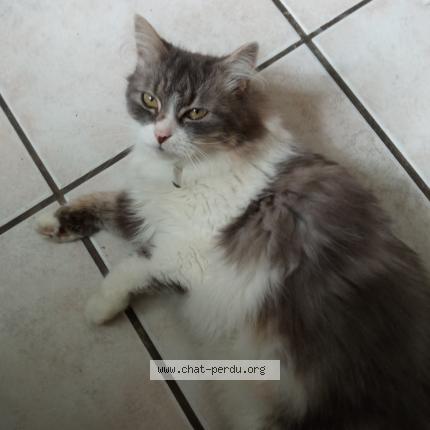 Photo 1/1 Cat reunited Lost in Lyon