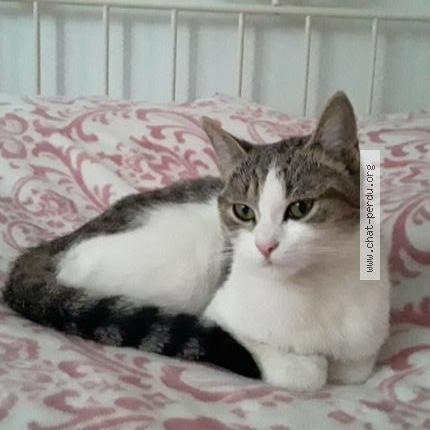 Foto 1/2 Maya Kat vermist in Liege