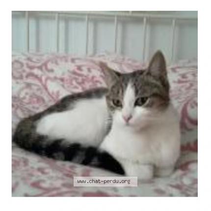 Foto 2/2 Maya Kat vermist in Liege
