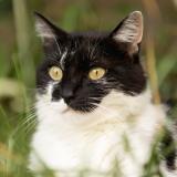 Picture of cat lost at Sury Le Comtal