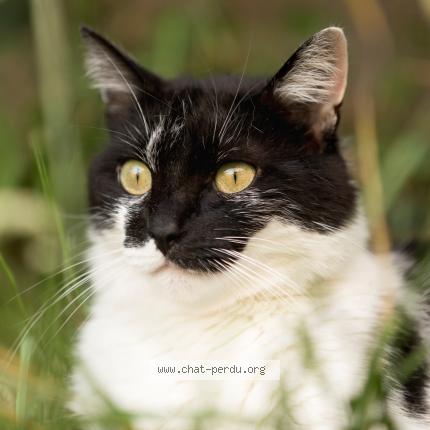 Photo 1/1 R&eacute;glisse Chat lost in Sury le comtal