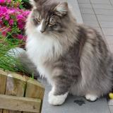 Picture of cat lost at Bruxelles