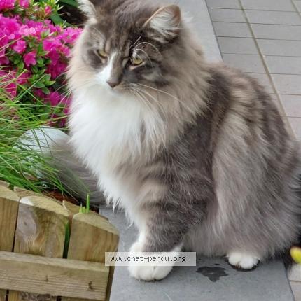 Photo 1/1 Cat reunited Lost in Bruxelles