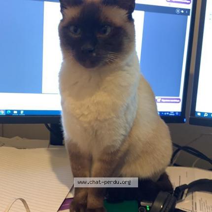 Foto 1/1 Kat teruggevonden Vermist in Denderleeuw