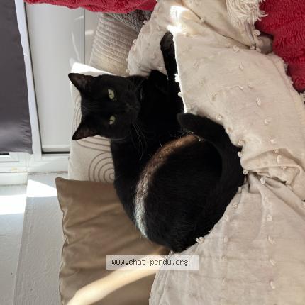 Foto 1/1 Wiedergefundene Katze Verloren in Capellen