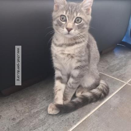 Photo 1/1 Reunited cat Lost in Carqueiranne