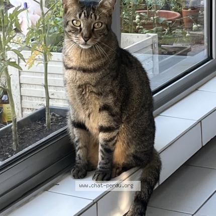 Foto van vermiste kat in Paris