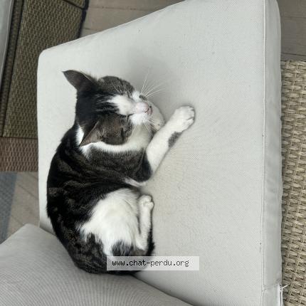 Foto einer verlorenen Katze in Vessy