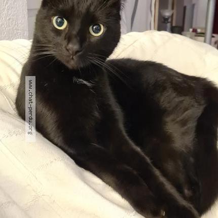 Foto einer verlorenen Katze in Gampelen