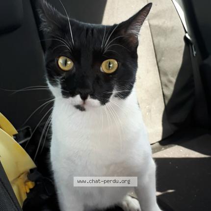 Photo 1/1 Reunited cat Lost in Marseille