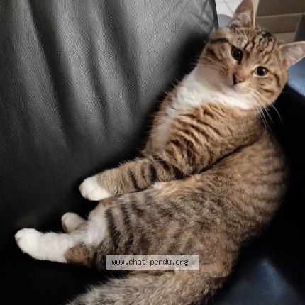 Foto 1/1 Kat teruggevonden Vermist in Mons