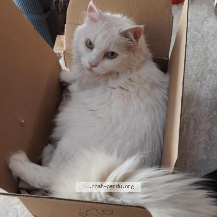 Photo 1/1 Reunited cat Lost in La Ciotat