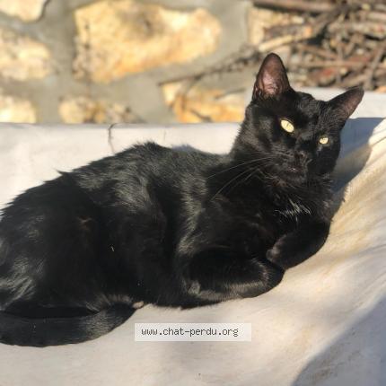 Photo 1/1 Chat noir Chat lost in Bussiere badil
