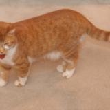 Picture of cat lost at Gatineau