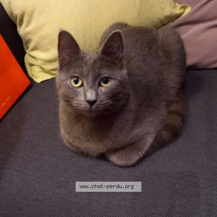 Photo 1/1 Simba-Socrate Chat lost in Vannes