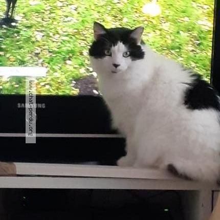 Photo 1/1 Logan Chat lost in Rillieux la pape