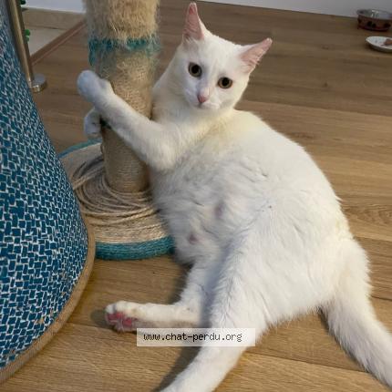 Photo 1/1 Reunited cat Lost in Cogolin