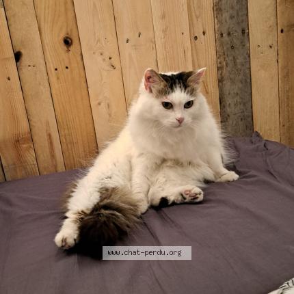 Photo 1/1 Reunited cat Lost in Grasse