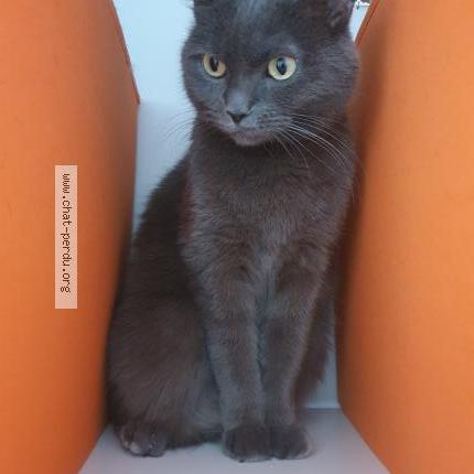 Foto van vermiste kat in Waterloo