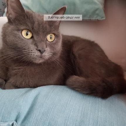 Foto 2/2 Kat teruggevonden Vermist in Waterloo