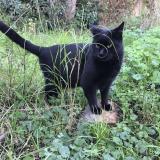 Picture of cat lost at Le Cannet Rocheville