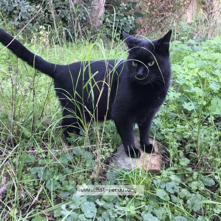Photo 1/1 Cat reunited Lost in Le cannet rocheville