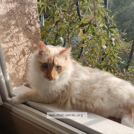 Photo 1/1 Reunited cat Lost in Peypin