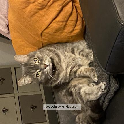 Photo 1/1 Reunited cat Lost in Toulon