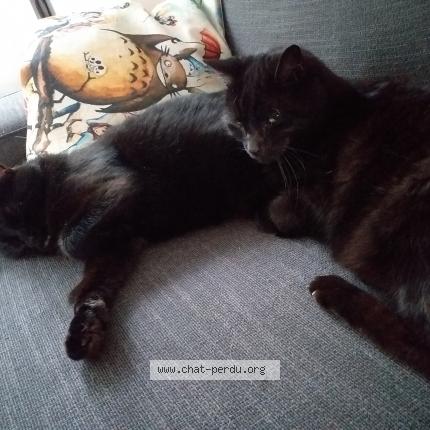 Foto van vermiste kat in Plainevaux