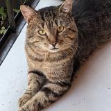 Picture of cat found at Montreal